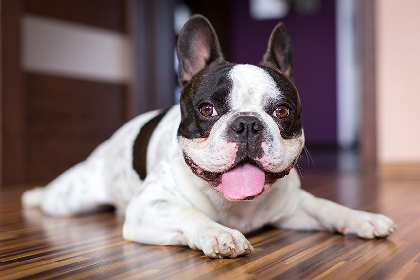 French Bulldogs: The All-American Pet