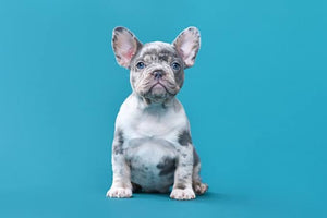 Unveiling the Unique Charm of Merle Frenchie Bulldogs: A Guide