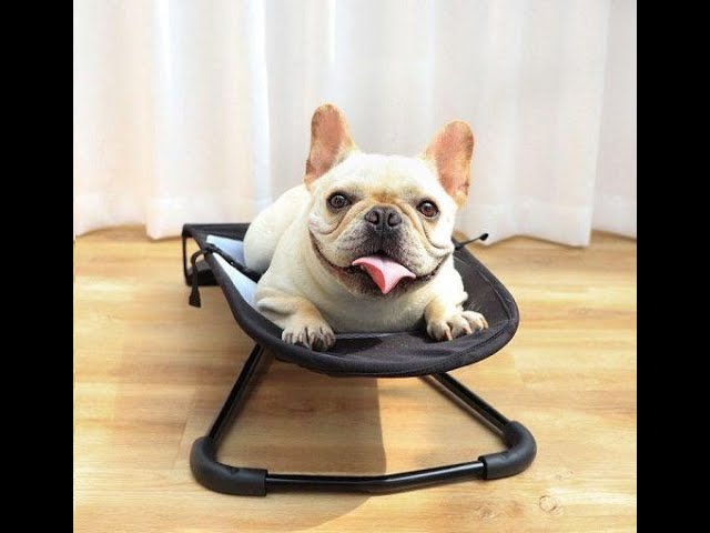 How to Choose the Best French Bulldog Rocking Chair