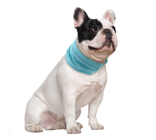 frenchies bulldog ice bandana