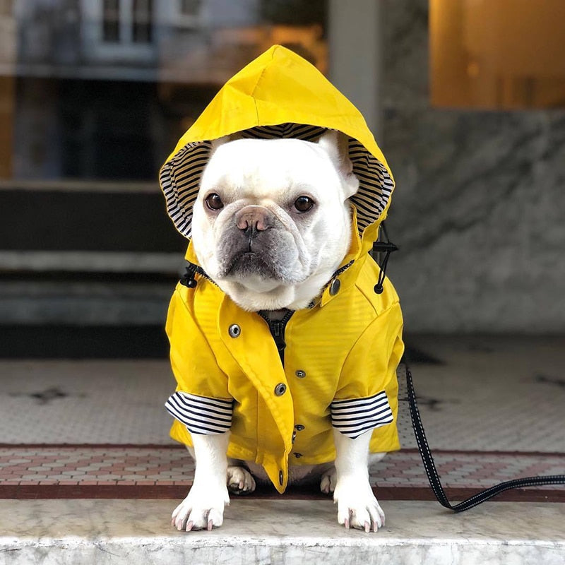 frenchies raincoat