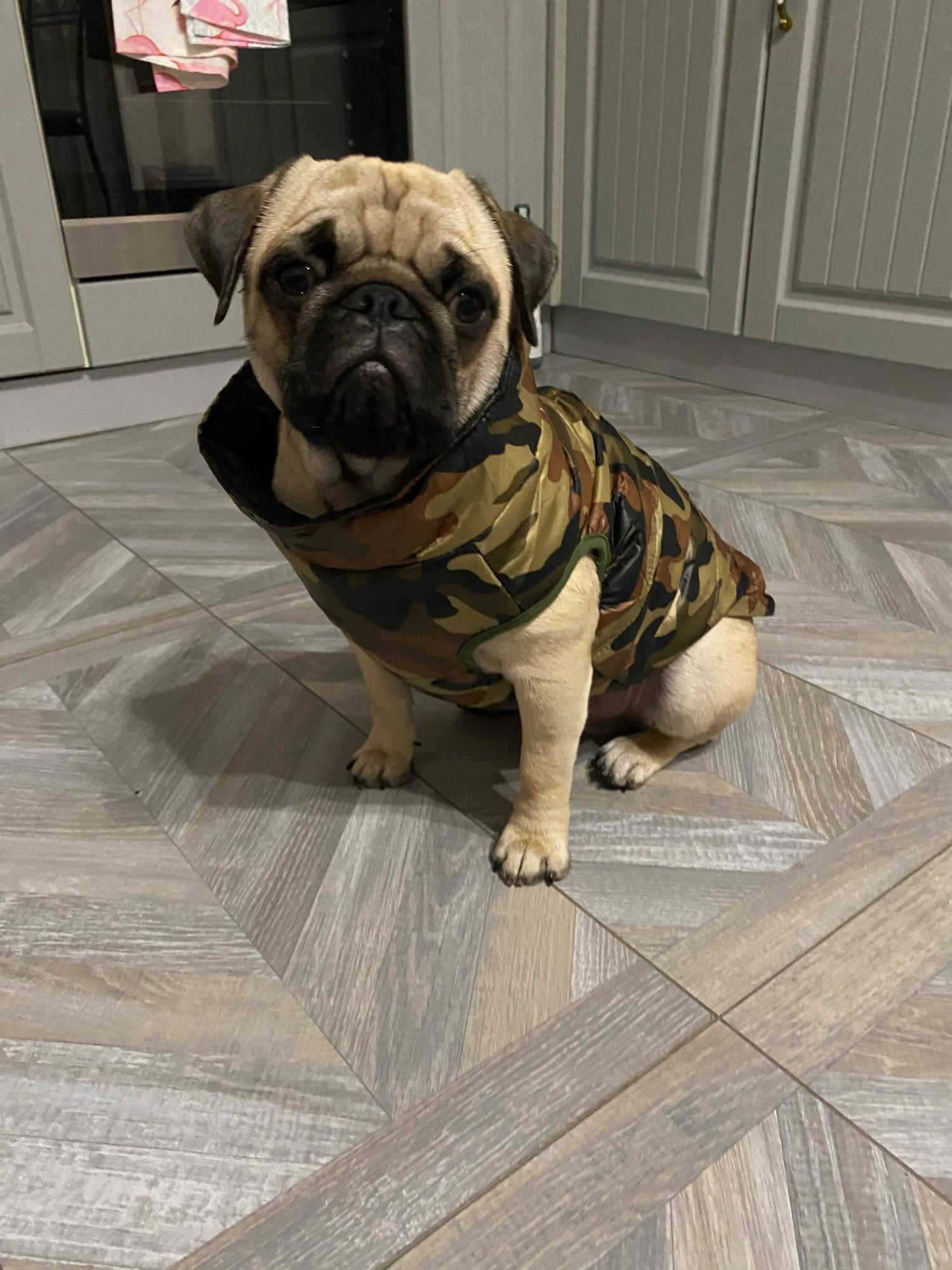 frenchies camouflage jacket